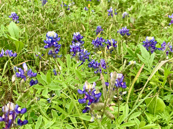 Texas Bluebonnets-my front yard, Boerne, TX April 2020